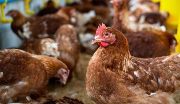 3 Arti Ayam Berkokok Jam 1 Malam Menurut Primbon dan Mitos 3 Arti Ayam Berkokok Jam 1 Malam Menurut Primbon dan Mitos