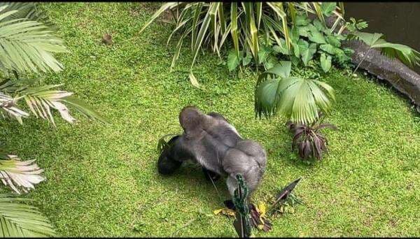 Atraksi Pemberian Makan Gorila jadi Daya Tarik Ragunan saat Libur Natal Atraksi Pemberian Makan Gorila jadi Daya Tarik Ragunan saat Libur Natal