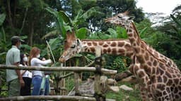 Liburan Sekolah Lebih Seru di Bogor, Siap-siap Ketemu Harimau dan Panda