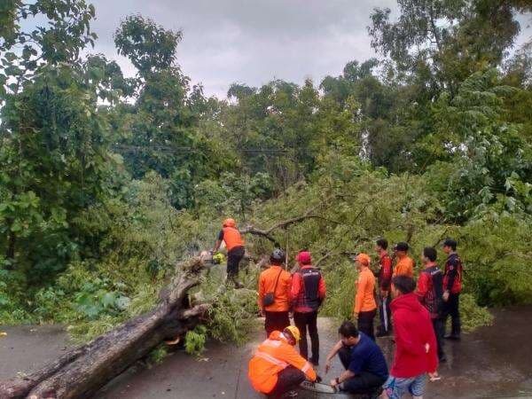 Cuaca Ekstrem Hantam Sampang, Pohon Tumbang Tutup Jalan Sebabkan Kemacetan