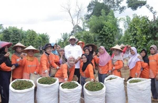 Imbau Petani Tanam Lada, Pj Gubernur Safrizal: Tambang Timah Merusak Lingkungan!