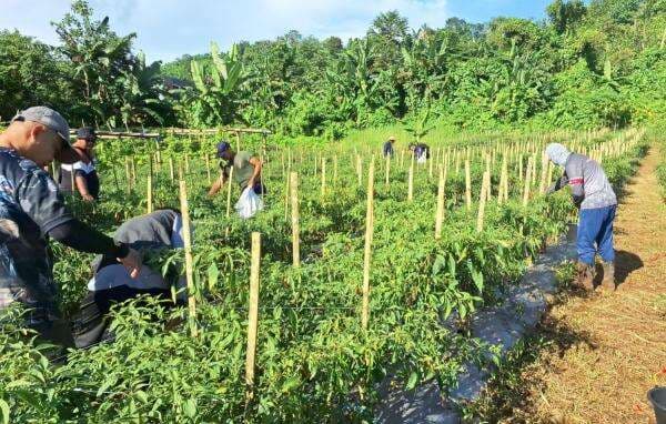 Panen Cabai 1,3 Ton, Zona Bakamla Tengah Tegaskan Komitmennya Kawal Ketahanan Pangan Nasional Panen Cabai 1,3 Ton, Zona Bakamla Tengah Tegaskan Komitmennya Kawal Ketahanan Pangan Nasional