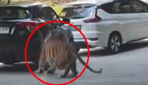 Viral Ban Mobil Pengunjung Taman Safari Bogor Pecah Digigit Harimau, Penumpang Panik