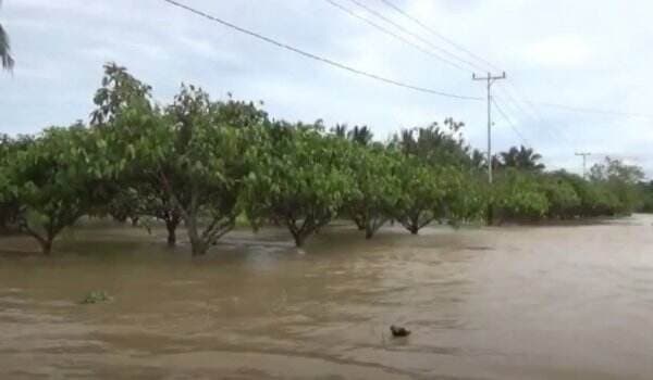 Banjir di Luwu Utara Belum Surut, Ribuan Hektare Lahan Pertanian Terancam Gagal Panen
