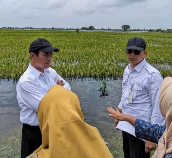 Banjir Rendam Area Pertanian, Ada Bantuan Benih 10.000 Ha dan Rp30 Miliar untuk Petani