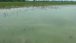 Tanggul Sungai Jebol, Ratusan Hektare Sawah Terendam Banjir