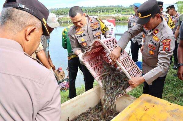 Sinergi Polri dan Masyarakat: Kapolres Pidie Jaya Panen Udang Vaname, Wujudkan Ketahanan Pangan