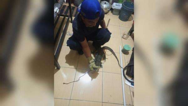 Damkar Ciamis Evakuasi 2 Ekor Biawak dari Plafon Rumah Warga