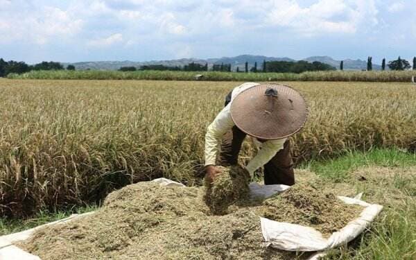 Bapanas Minta Bulog Serap Beras Petani untuk Tingkatkan Stok Cadangan