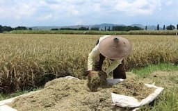 Bapanas Minta Bulog Serap Beras Petani untuk Tingkatkan Stok Cadangan