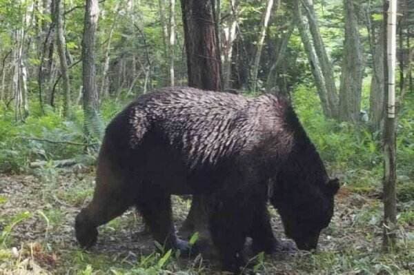 Beruang Liar Pemakan Daging Manusia Berkeliaran di Pulau Hokkaido