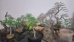 Perjuangan Ahmad Mardi Idris, Mengubah Limbah Kawat Menjadi Karya Seni Miniatur Bonsai