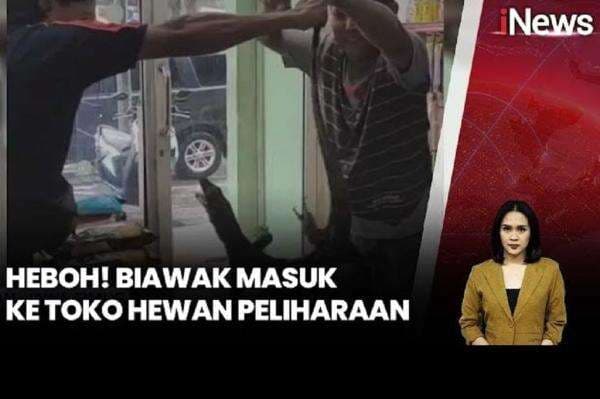 Heboh Biawak Acak-acak Toko Hewan Peliharaan di Bangkalan, Dievakuasi Petugas Damkar Heboh Biawak Acak-acak Toko Hewan Peliharaan di Bangkalan, Dievakuasi Petugas Damkar