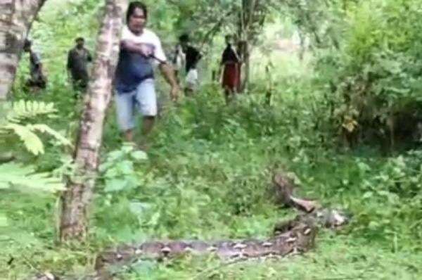 Nenek di Buton Tewas Dililit Ular Piton 7 Meter Nenek di Buton Tewas Dililit Ular Piton 7 Meter