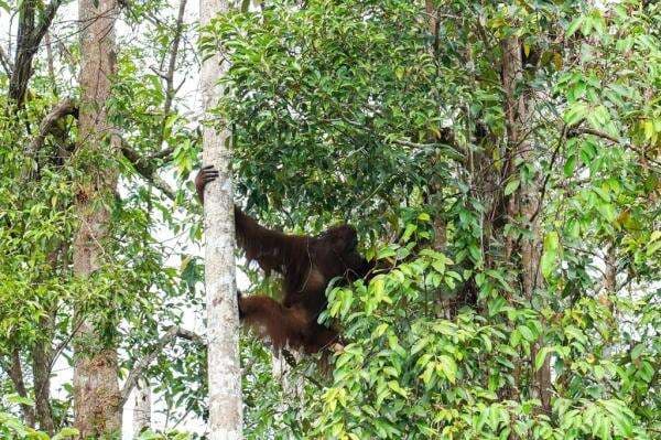 2 Orang Utan Dilepasliarkan di Tanjung Puting Kalteng, Begini Penampakannya 2 Orang Utan Dilepasliarkan di Tanjung Puting Kalteng, Begini Penampakannya