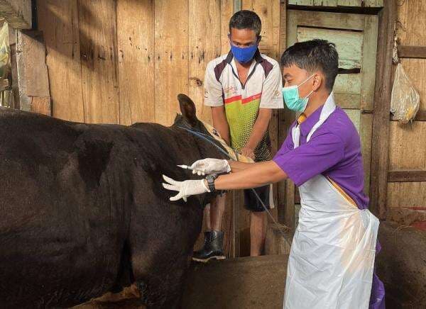 Sudah Ada 855 Ekor Sapi di Grobogan Terpapar PMK, Disnakkan Gencarkan Vaksinasi Hewan Ternak