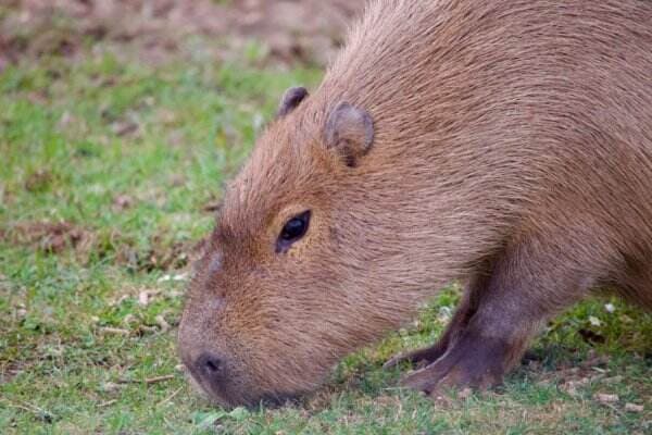 4 Kebun Binatang Indonesia yang Dihuni Capybara, Yuk Ketemu Mas Bro!