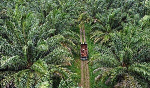 Petani Semringah, Harga TBS Sawit Kaltim Lampaui Rp3000 per Kilogram