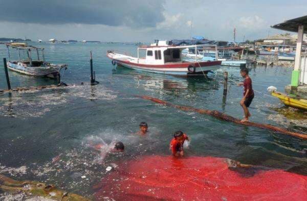 Banjir Rob di Pulau Panggang Sebabkan Ratusan Rumah Terendam