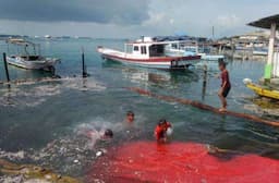 Banjir Rob di Pulau Panggang Sebabkan Ratusan Rumah Terendam