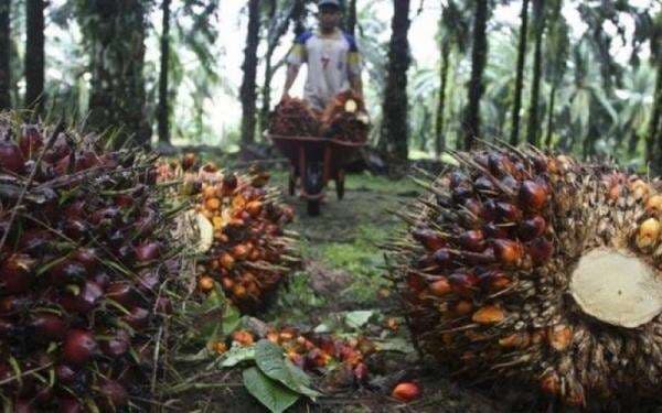 10 Emiten Sawit dengan Laba Terbesar di 2024, TAPG Panen Cuan 10 Emiten Sawit dengan Laba Terbesar di 2024, TAPG Panen Cuan