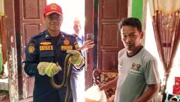 Damkar Ciamis Evakuasi 2 Ekor Ular yang Bersembunyi di Balik Dinding Rumah Warga