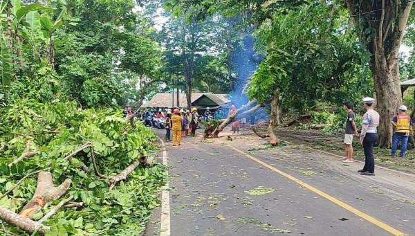 Pohon Tumbang Tutup Jalan Nasional Pangandaran - Banjar, Arus Lalin Sempat Tersendat