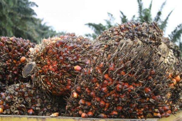 Sampoerna Agro (SGRO) Serap Belanja Modal Rp228 Miliar, Setara 46 Persen dari Pagu Sampoerna Agro (SGRO) Serap Belanja Modal Rp228 Miliar, Setara 46 Persen dari Pagu