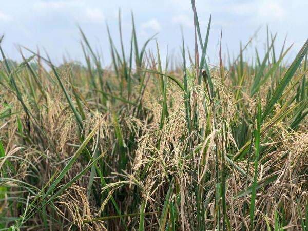 Pemkab Karawang Bebaskan 100 Persen PBB-P2 untuk Petani Pemkab Karawang Bebaskan 100 Persen PBB-P2 untuk Petani