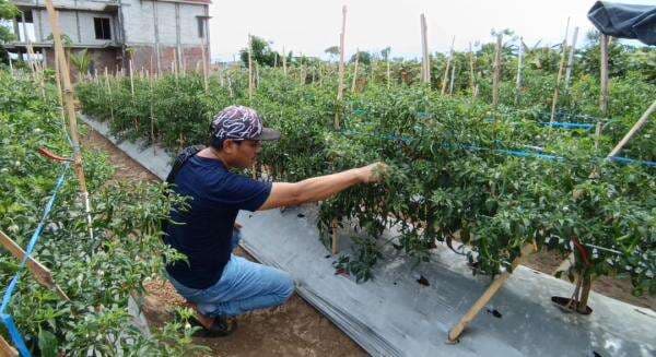 Petani Cabai di Probolinggo Menjerit Saat Mamasuki Musim Panen Raya