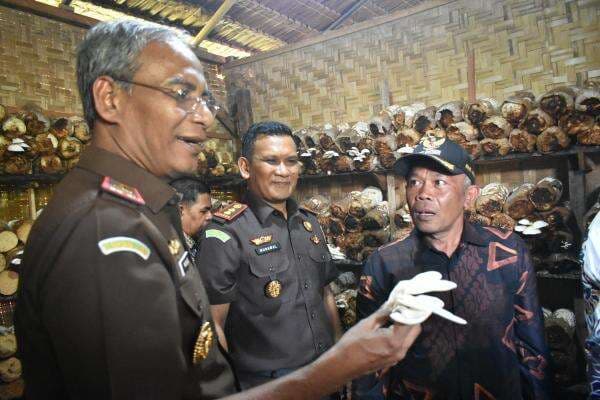 Wakajati Aceh Tinjau Budidaya Jamur Tiram di Desa Geulanggang Kulam Bireuen