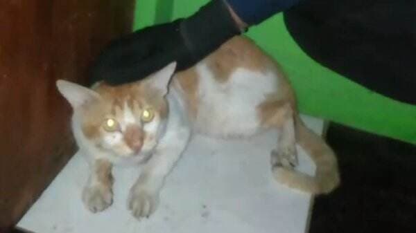 Duh! Kucing Oyen Serang Warga di Bogor, Damkar Turunkan Tim Evakuasi