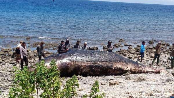 Paus Sperma Terdampar di Pantai Wera Bima, Ini Penanganan Polisi dan BKSDA