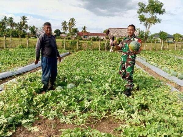 Anggota Koramil 18 Tripa Pidie Jaya Gelar Giat Hanpangan dengan Petani Semangka Binaan