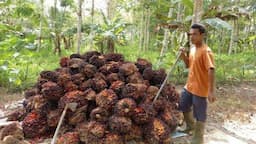 Harga TBS Sawit Kaltim Makin Menyala, Nyaris Sentuh Rp3000 per Kilogram