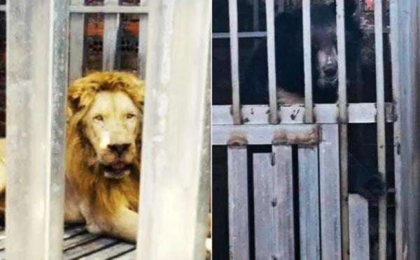 Pasukan Thailand Gerebek Kasino di Kamboja, Temukan 5 Singa dan Beruang Kurus Kering Pasukan Thailand Gerebek Kasino di Kamboja, Temukan 5 Singa dan Beruang Kurus Kering