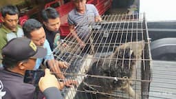 Satwa Langka Binturong Ditemukan di Banyuwangi, Muncul Di Pemukiman Warga, BKSDA Lakukan Evakuasi