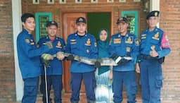 Biawak Besar Bersarang di Atap, Jatuh dari Plafon Bikin Kaget Penghuni Rumah