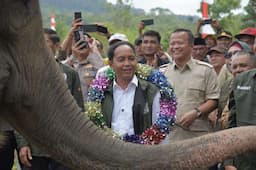 Tinjau 20 Ribu Hektare Lahan Hibah Prabowo, Menhut Pastikan Koridor Ekologis Gajah Berjalan Baik