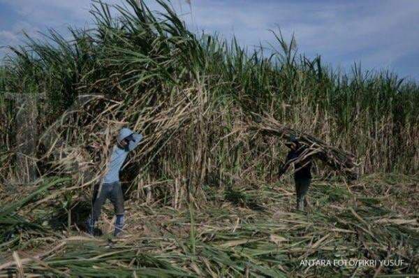 Musim Giling Tebu 2024 Kebun Kalitelepak Banyuwangi Naik Signifikan 