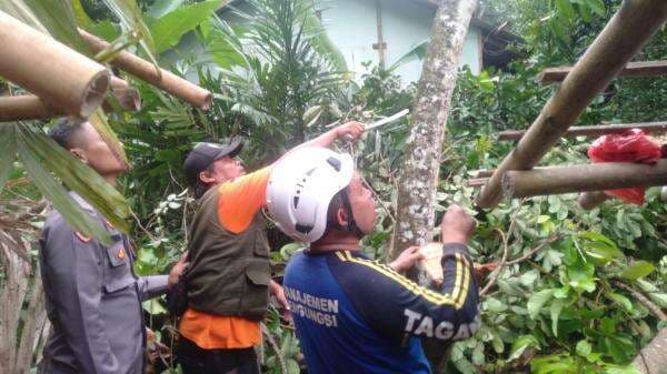 Rumah Warga Ciamis Rusak Tertimpa Pohon Rambutan Aceh yang Tumbang Disapu Angin Kencang