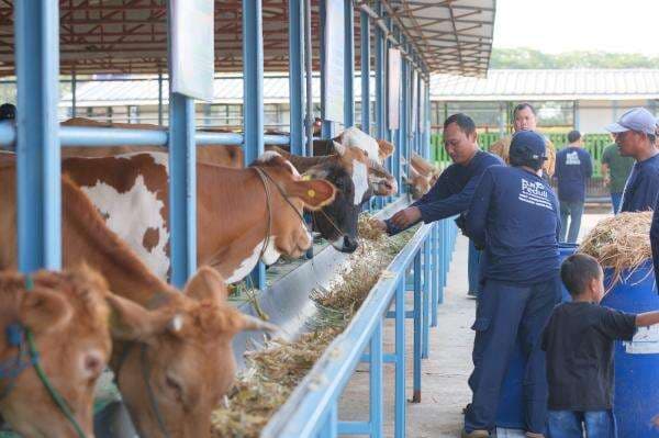 PLN Nusantara Power Dorong Pertanian Terpadu Melalui Program SI PANDU & DESI di Tuban