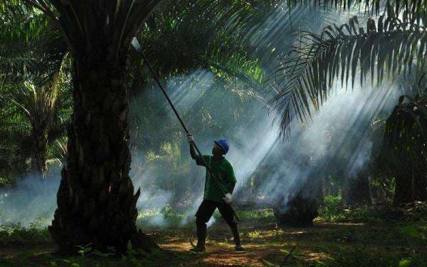 POSCO Akuisisi Sampoerna Agro (SGRO), Ingin Amankan Rantai Pasok CPO POSCO Akuisisi Sampoerna Agro (SGRO), Ingin Amankan Rantai Pasok CPO