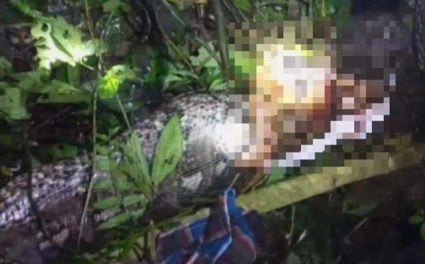 Mengerikan! Piton Raksasa Telan Petani di Luwu Utara, Ini Fakta Menyeramkan di Baliknya