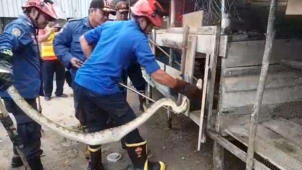 Petugas Damkar Palangkaraya evakuasi Ular piton sepanjang hampir 4 meter yang memangsa Ayam ternak Petugas Damkar Palangkaraya evakuasi Ular piton sepanjang hampir 4 meter yang memangsa Ayam ternak