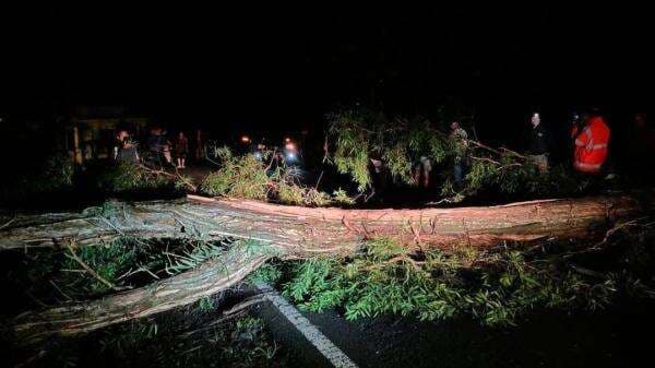 Pohon Tumbang di Jalur Tasikmalaya-Garut, Lalu Lintas Sempat Lumpuh Total