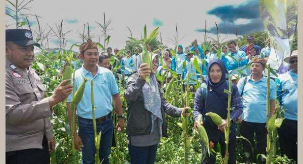 Dihadiri Kepala Dinas Pertanian, Advanta Seeds Indonesia Panen Raya Jagung Manis MADU 59