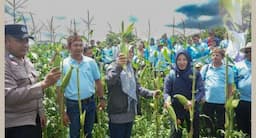 Dihadiri Kepala Dinas Pertanian, Advanta Seeds Indonesia Panen Raya Jagung Manis MADU 59