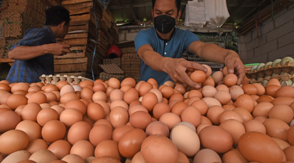 Duluan Mana Ayam atau Telur? Ternyata Ini Sejarah dan Faktanya