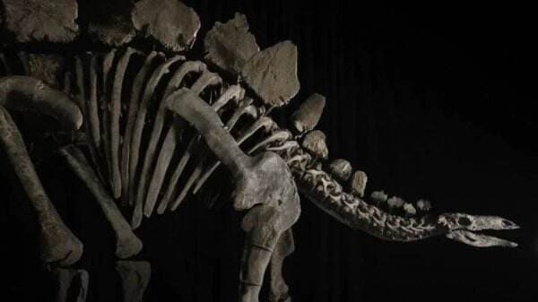 Fosil Stegosaurus Hampir Utuh Dilelang Rp91 Miliar, Ilmuwan Protes Keras